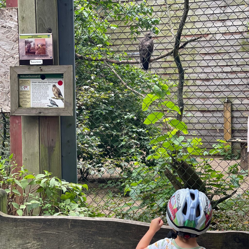 Ein Junge beobachtet einen Wildvogel