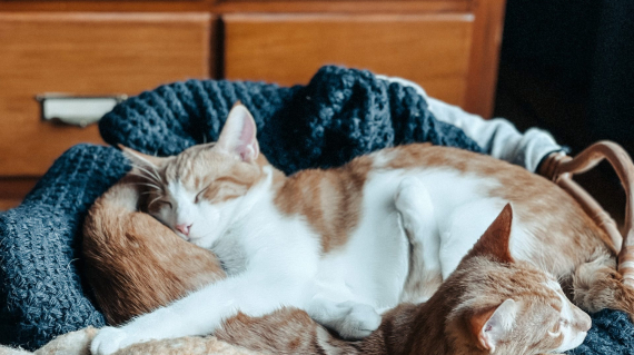 Zwei Katzen im Korb